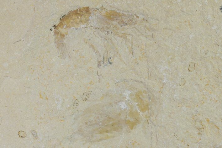 Two Cretaceous Fossil Shrimp - Lebanon #154573